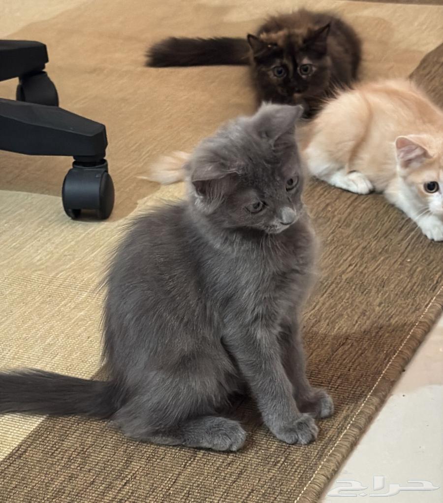 Kittens (cotton) for sale at a symbolic price in the city64538007708802113