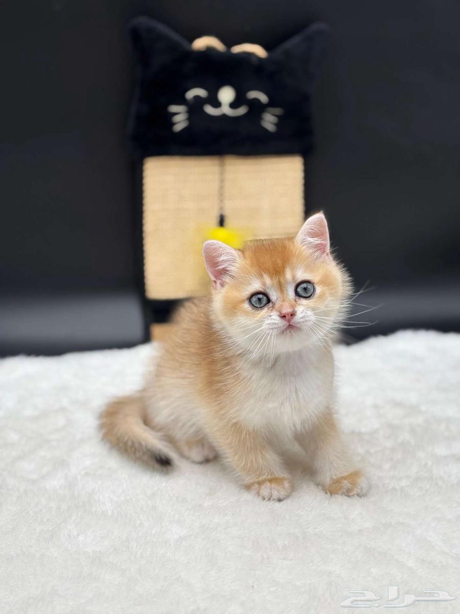 انثى و ذكر مسجلين سكوتش ابسولو ستريت غولد للبيع64536279817729111