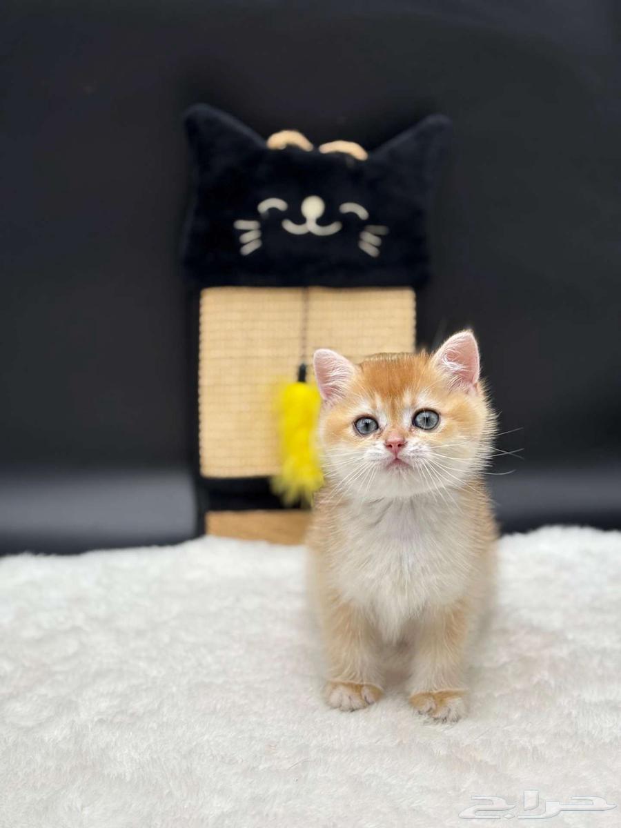 انثى و ذكر مسجلين سكوتش ابسولو ستريت غولد للبيع64536279817729114