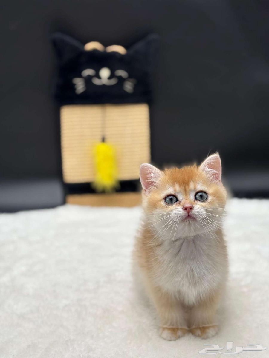 انثى و ذكر مسجلين سكوتش ابسولو ستريت غولد للبيع64536279817729113