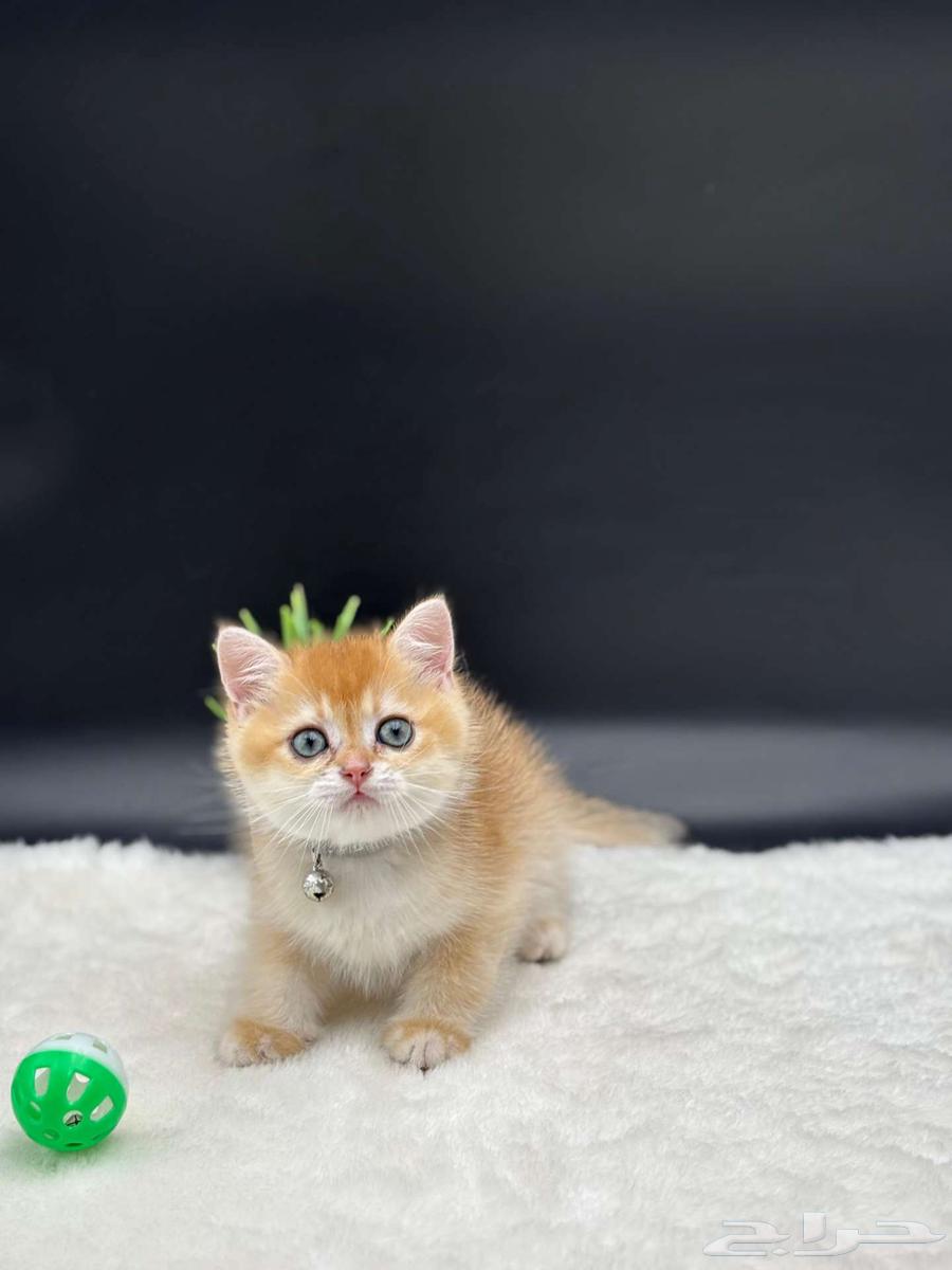 انثى و ذكر مسجلين سكوتش ابسولو ستريت غولد للبيع64536279817729110