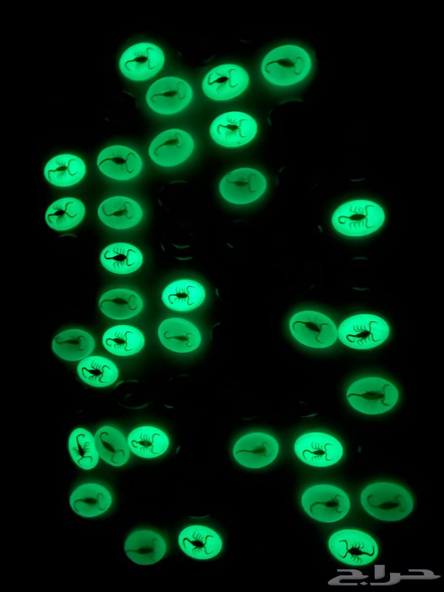 Glow-in-the-dark phosphorescent stones containing preserved natural scorpions64536529637761111