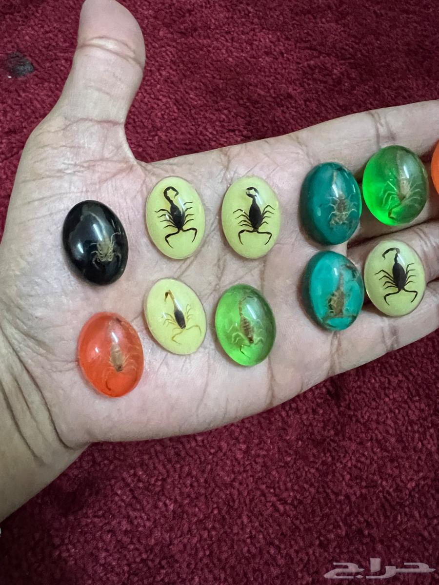 Glow-in-the-dark phosphorescent stones containing preserved natural scorpions64536529637761113
