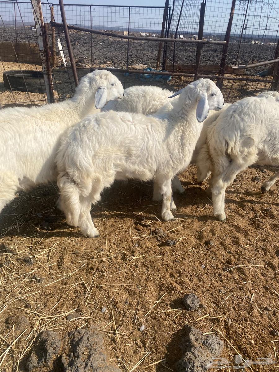 Italian slaughter with slaughtering and delivery64536989443074113