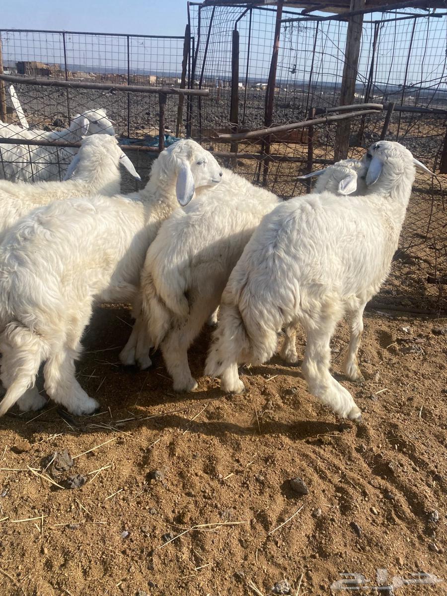 Italian slaughter with slaughtering and delivery64536989443074110