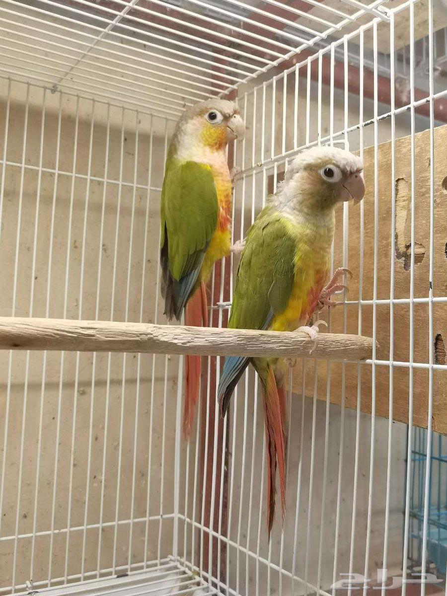 زوج كنيور اناناس64537198018179111