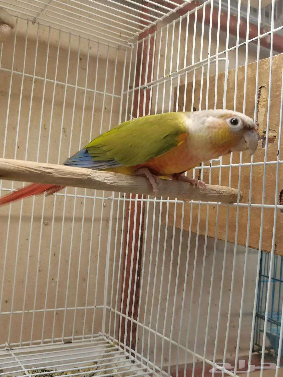 زوج كنيور اناناس64537198018179112