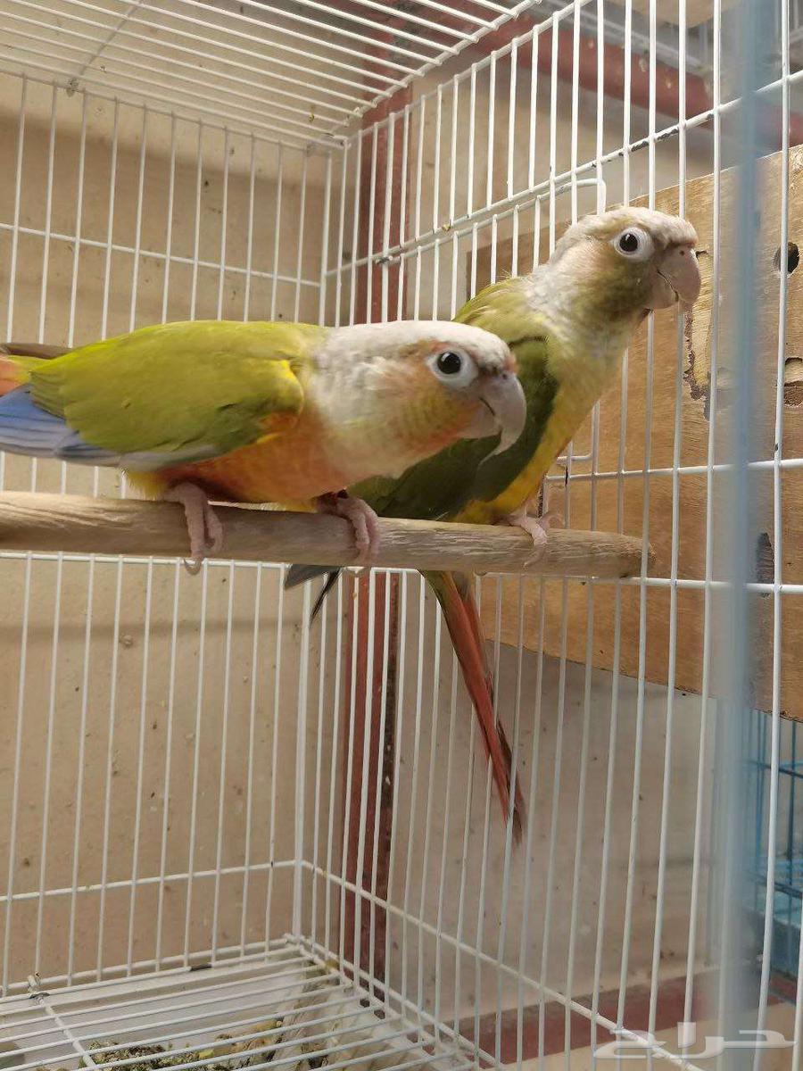 زوج كنيور اناناس64537198018179110