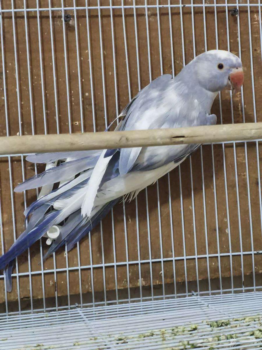 زوج دره هولندي64541807457409111