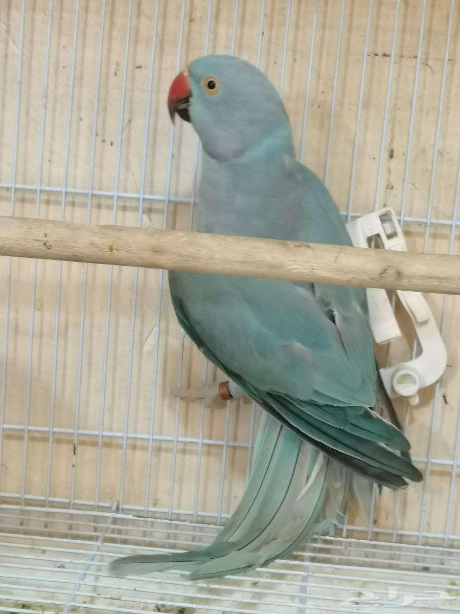 زوج دره هولندي64541807457409112