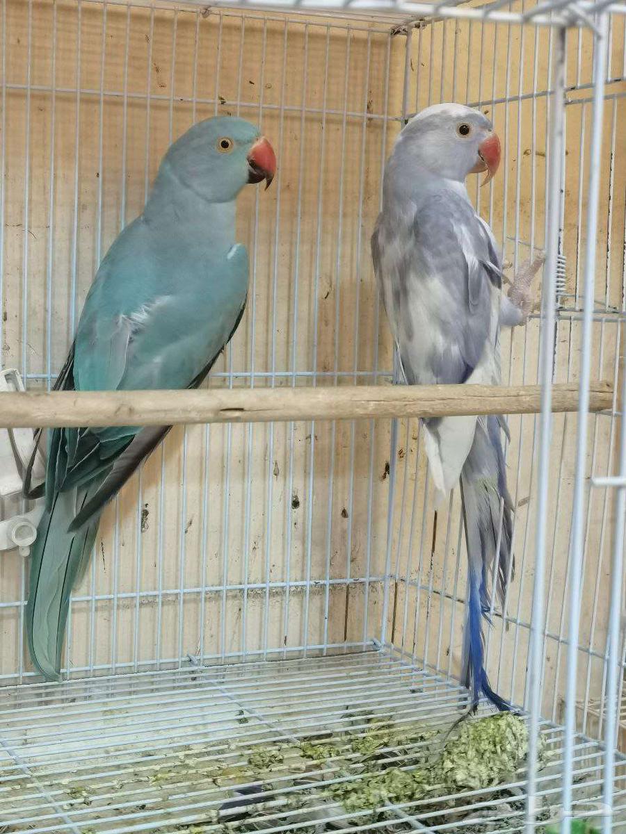 زوج دره هولندي64541807457409110