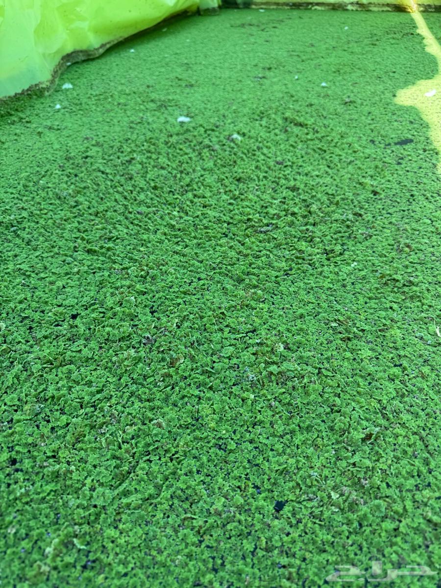 ازولا للبيع64537923977603110