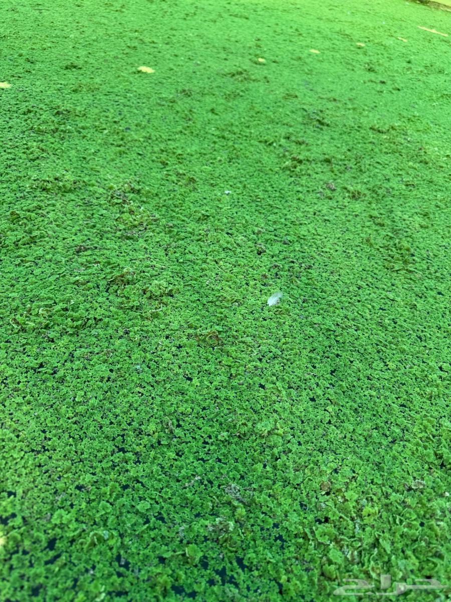 ازولا للبيع64537923977603111