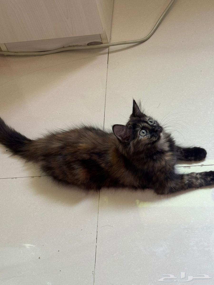 Kittens (cotton) for sale at a symbolic price in the city64538007708802114