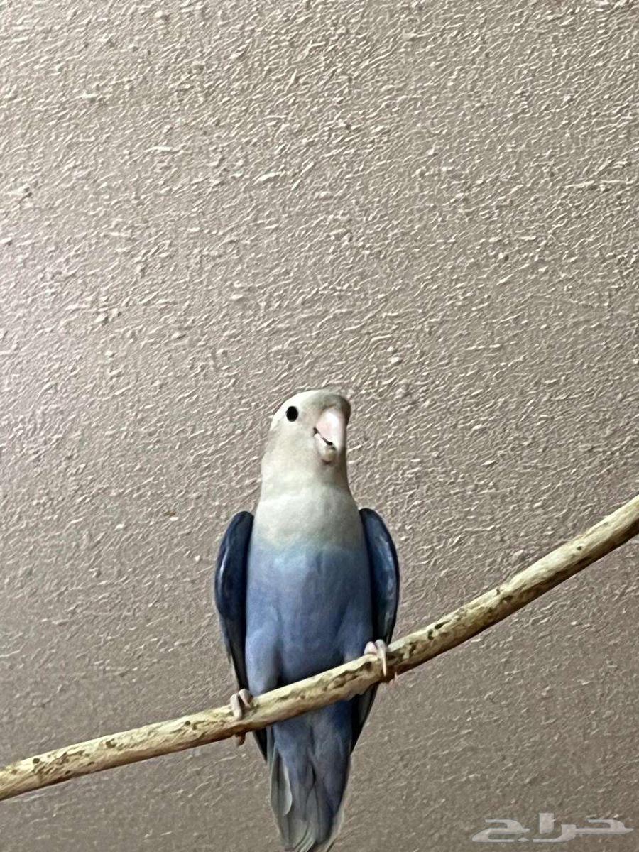 طائر روز -للبيع64538274931075112