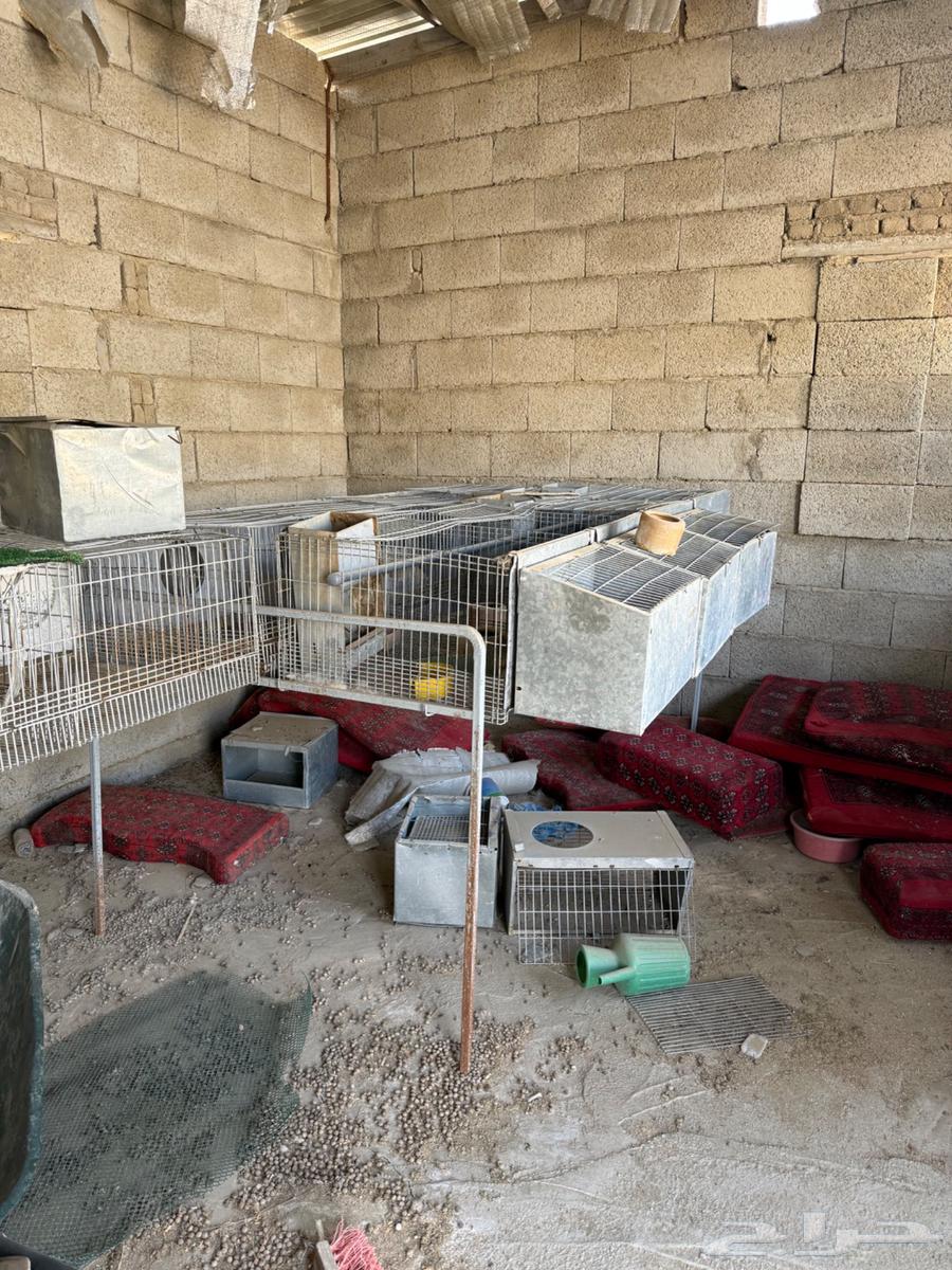 بطارية ارانب قويه64538387251203110