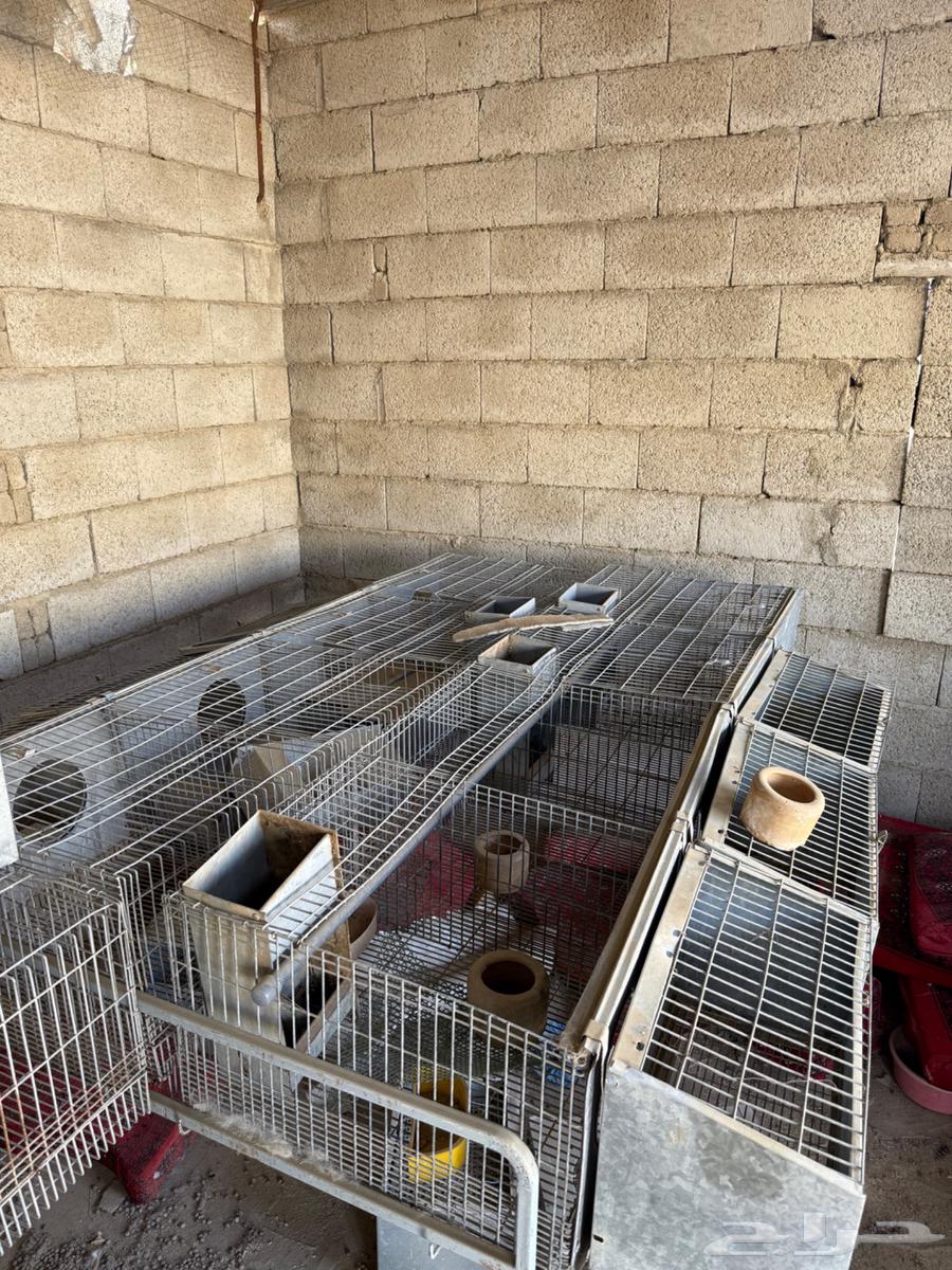 بطارية ارانب قويه64538387251203111