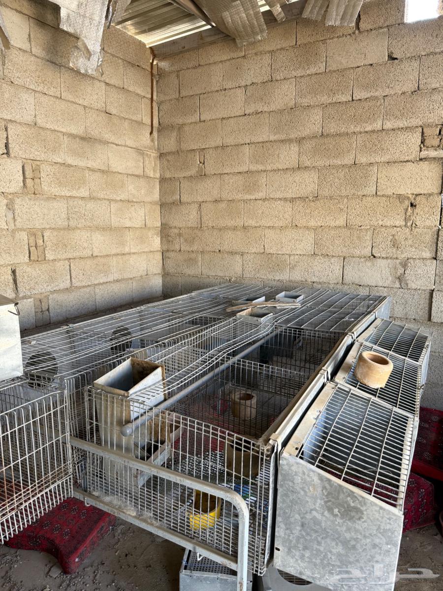 بطارية ارانب قويه64538387251203112