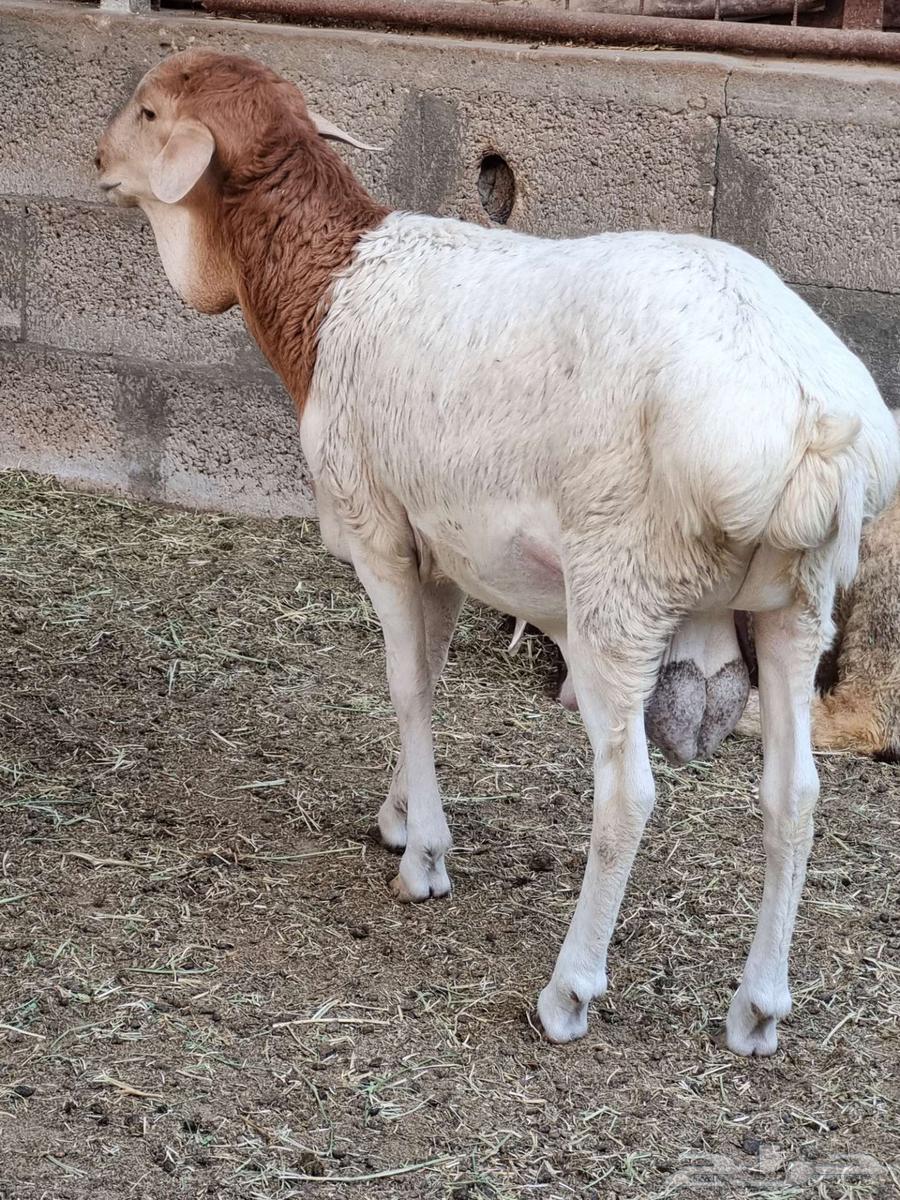 خروف بربري64545984165122110