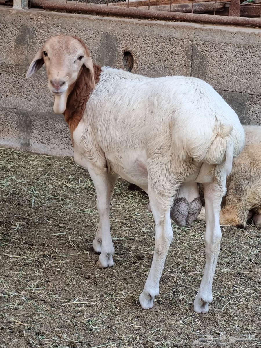 خروف بربري64545984165122111