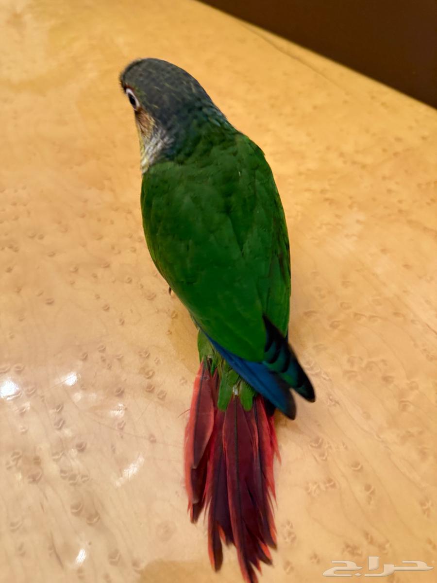 فرخ كنيور يلو تم البيع64440233076865114