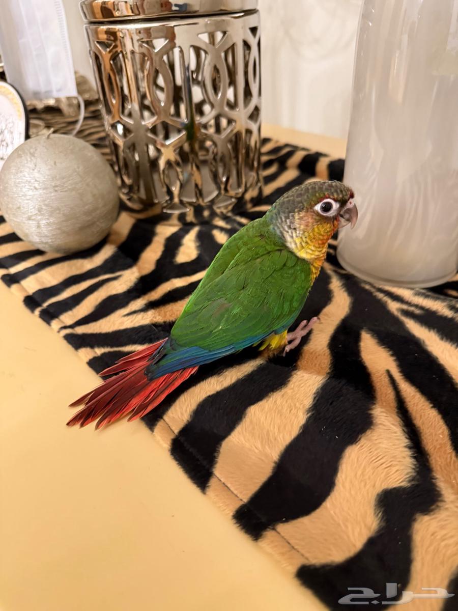 فرخ كنيور يلو تم البيع64440233076865113