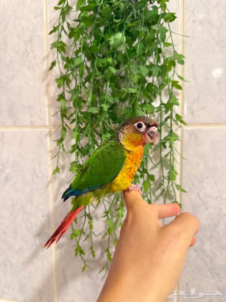 فرخ كنيور يلو تم البيع64440233076865112