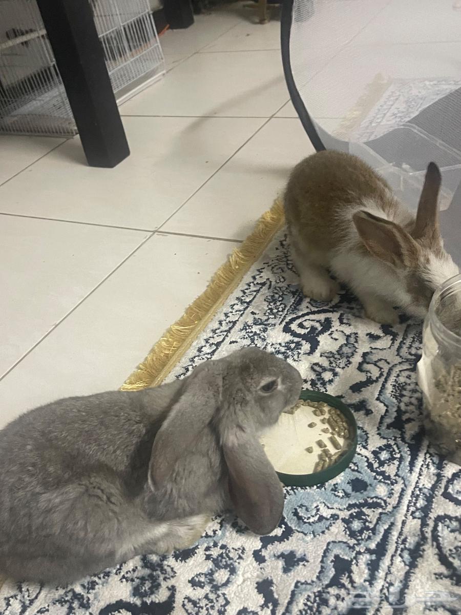 ارانب للبيع64539839487873110