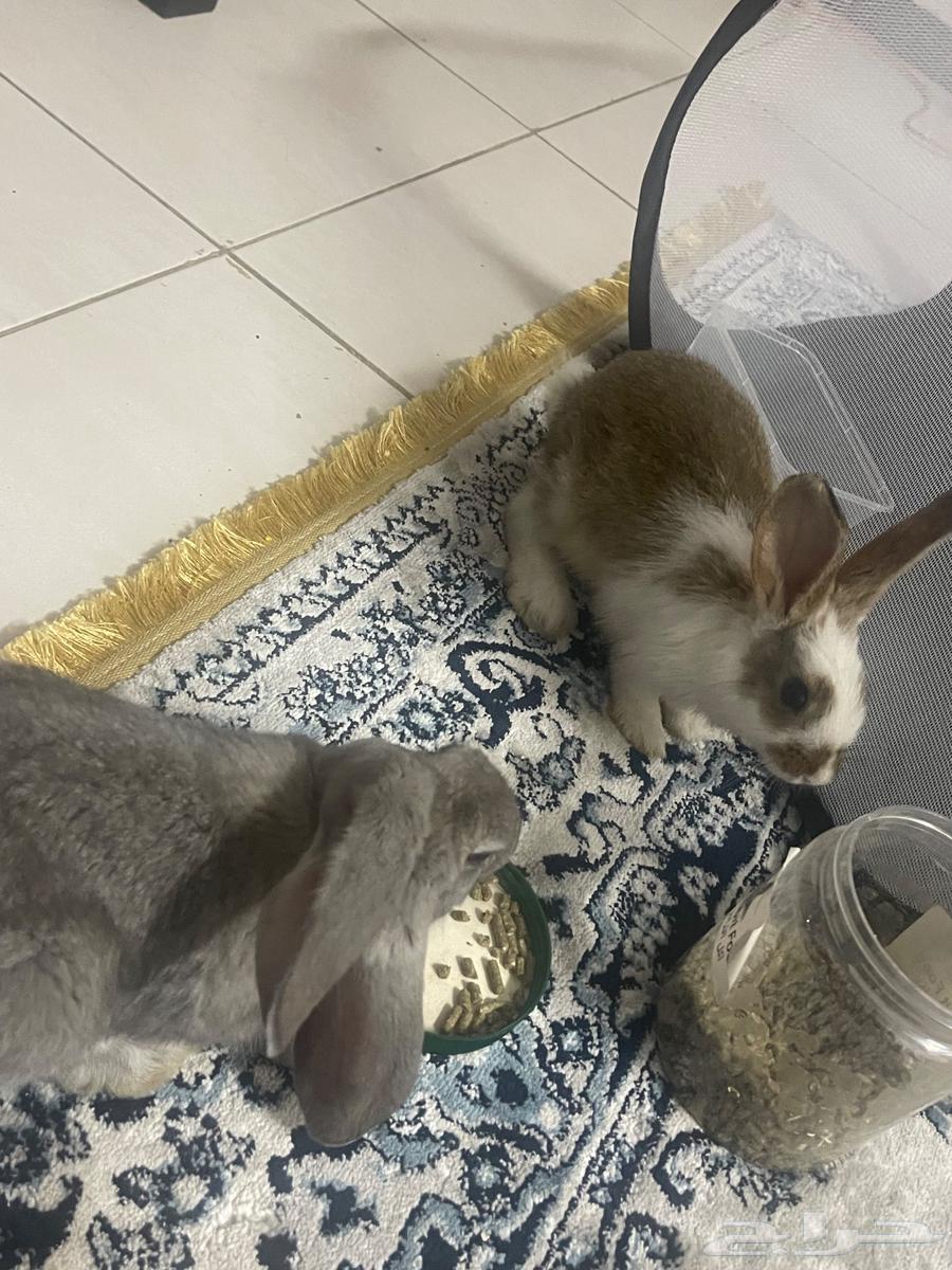 ارانب للبيع64539839487873112