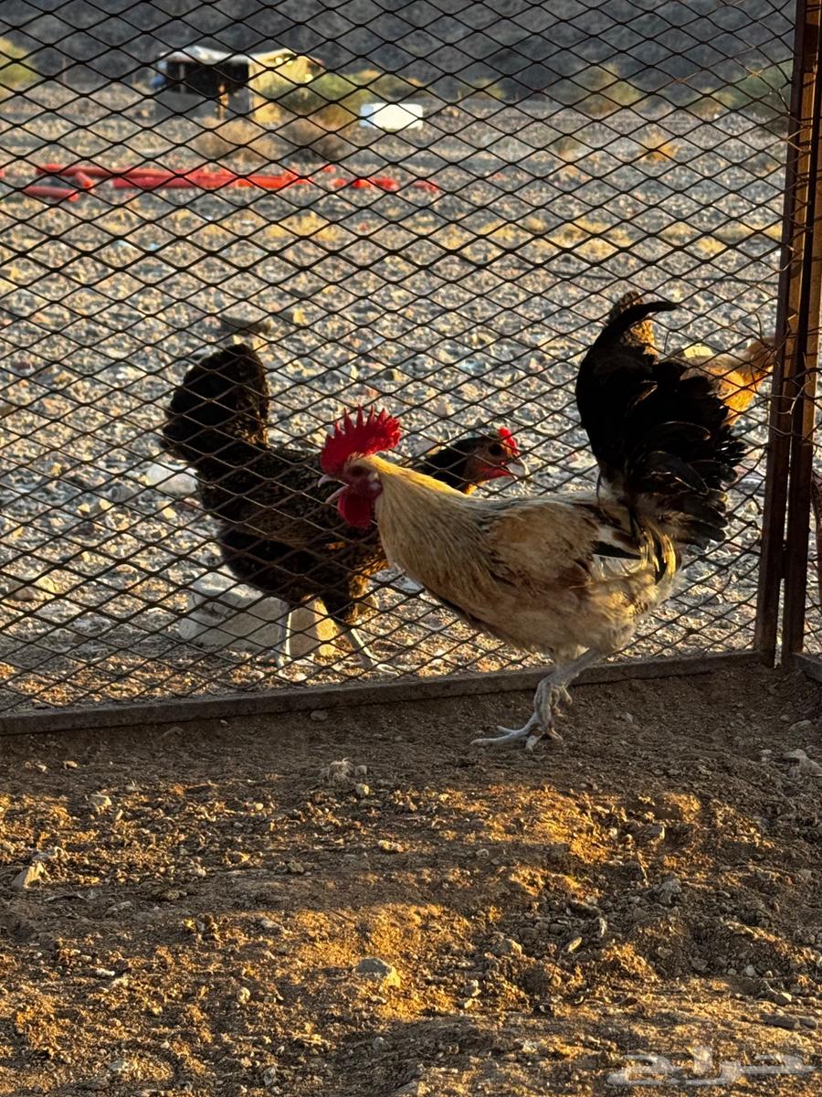 ديكه للبيع64540666698113110