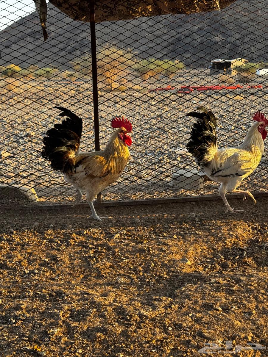 ديكه للبيع64540666698113111