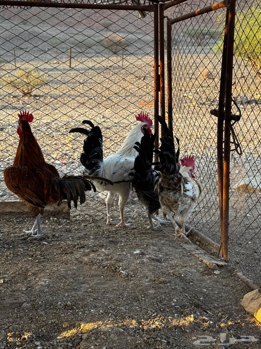 ديكه للبيع64540666698113112