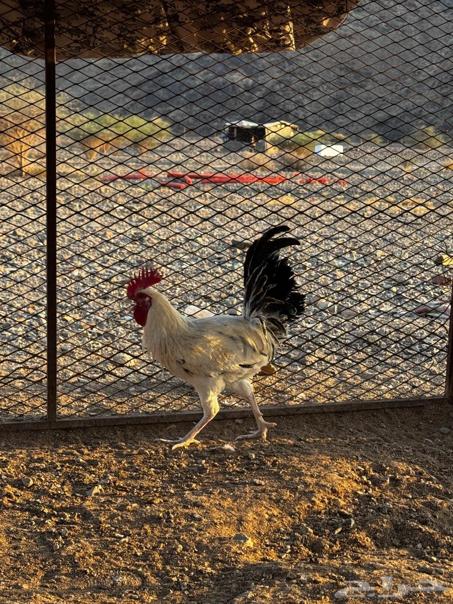 ديكه للبيع64540666698113113