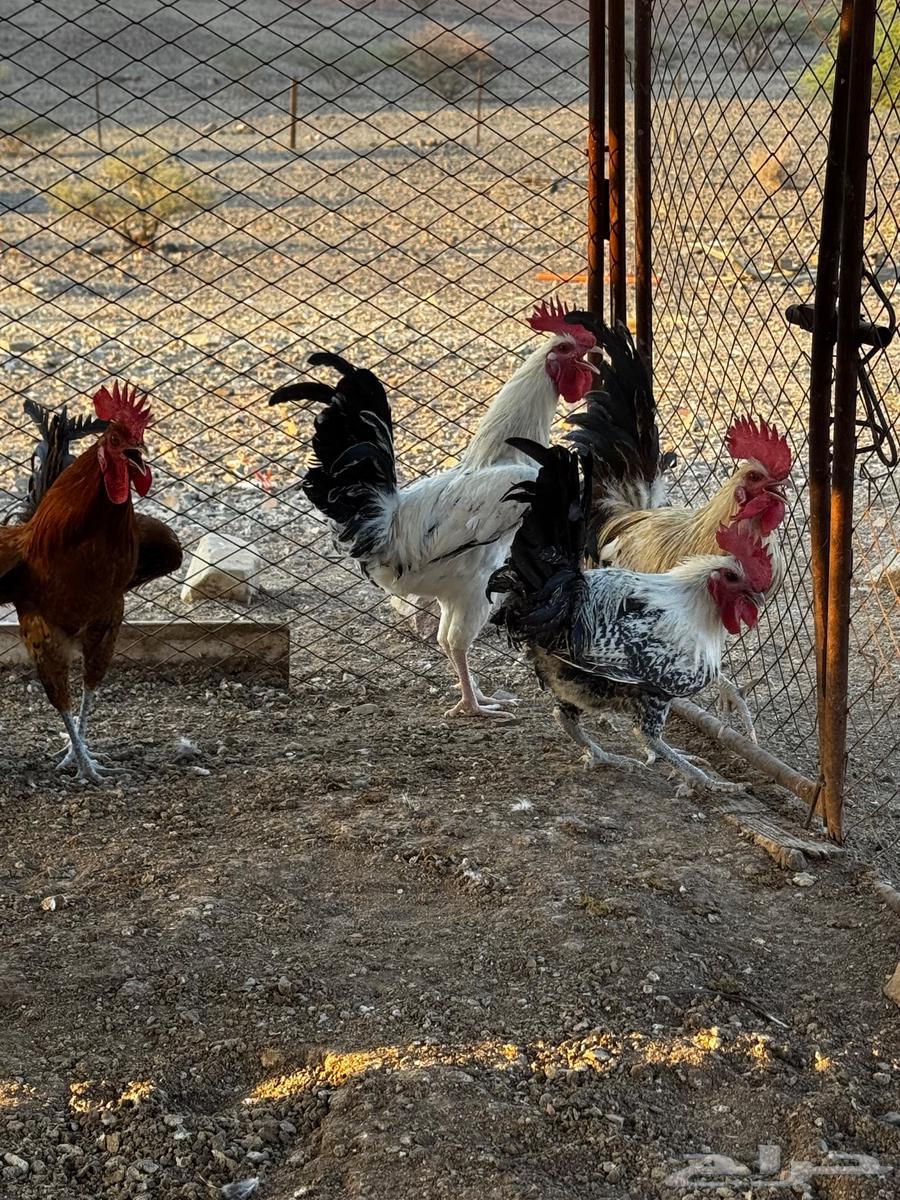 ديكه للبيع64540666698113114