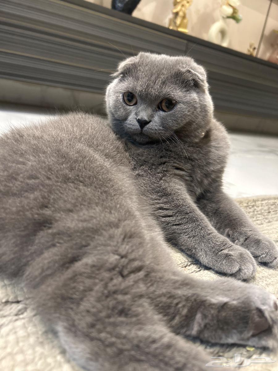 Squash Fold64541321368962110