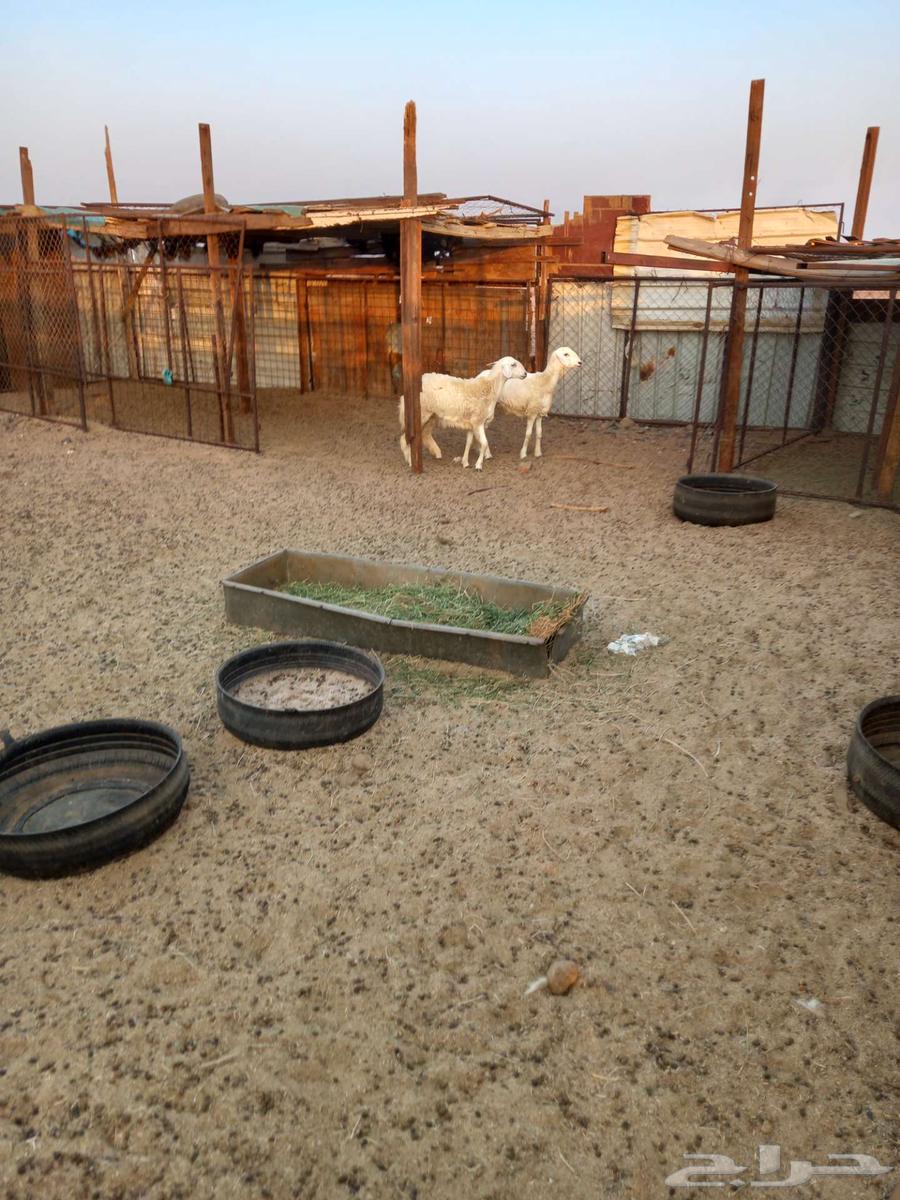 رخال حريه للبيع64541594086274110