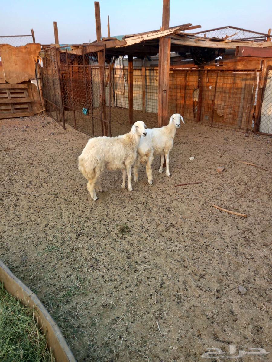 رخال حريه للبيع64541594086274111