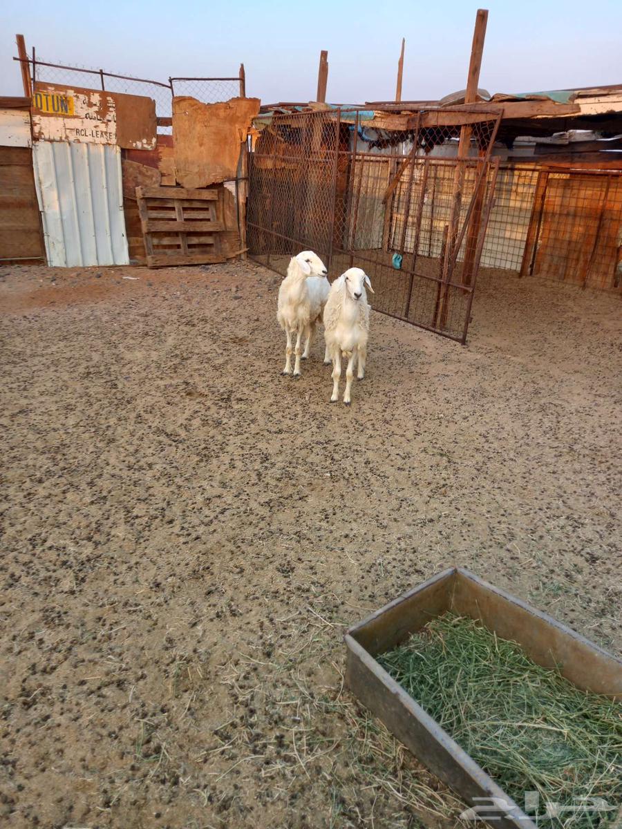 رخال حريه للبيع64541594086274112