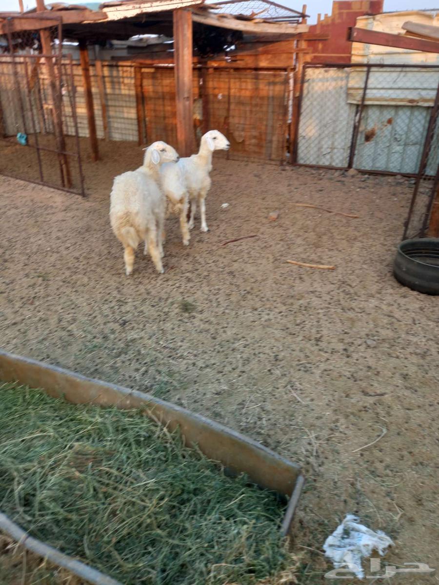 رخال حريه للبيع64541594086274113