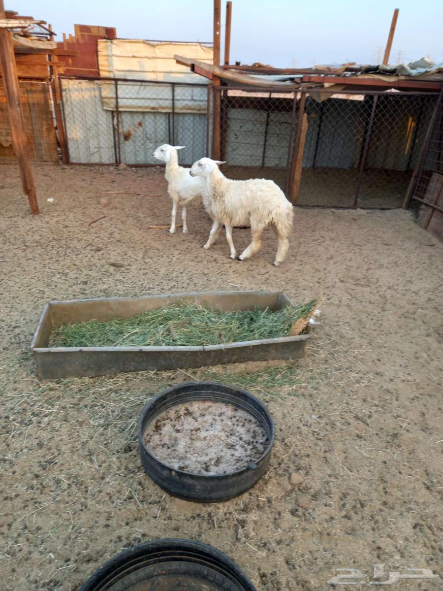 رخال حريه للبيع64541594086274114