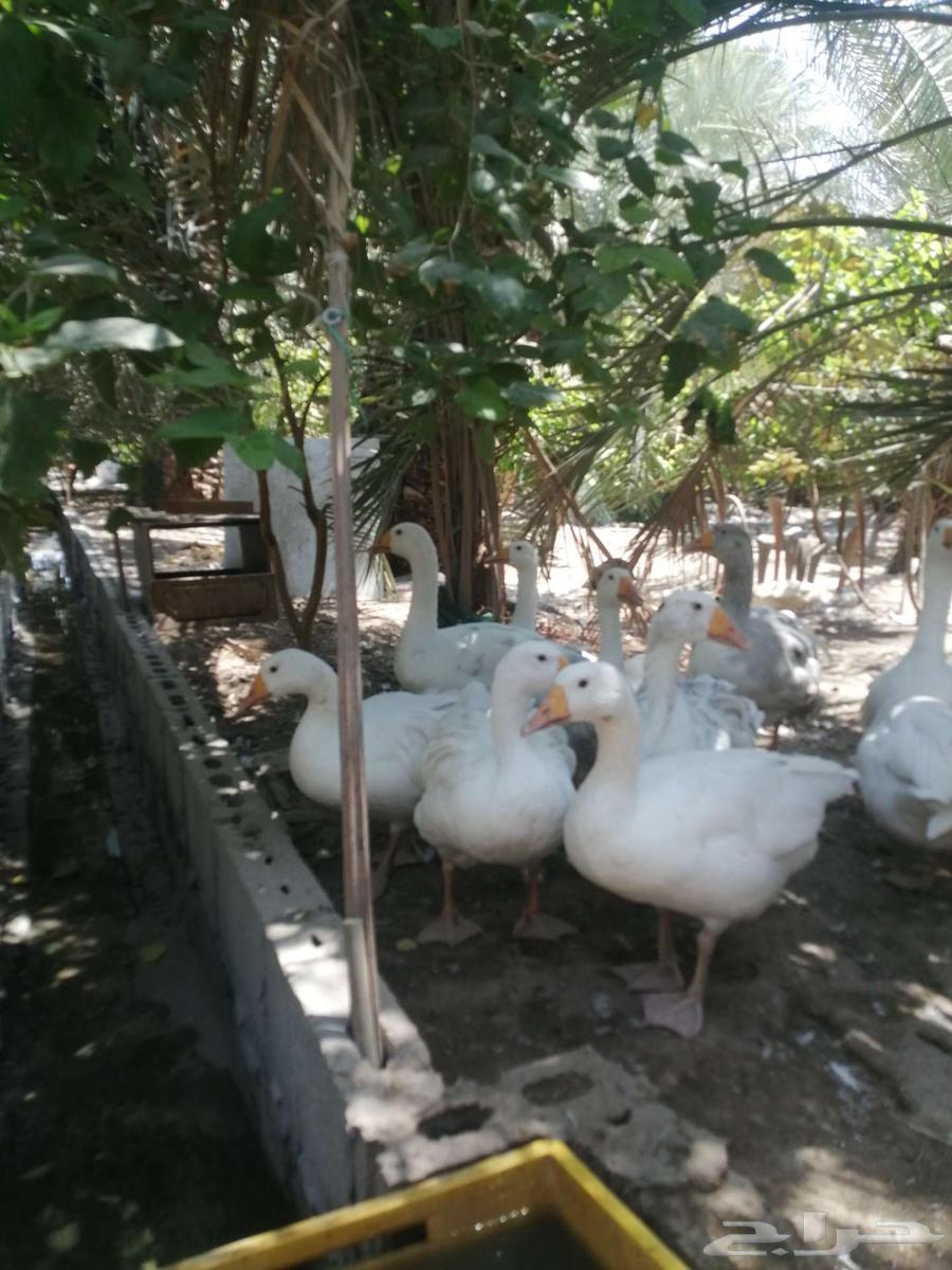 وز للبيع64541778809473112