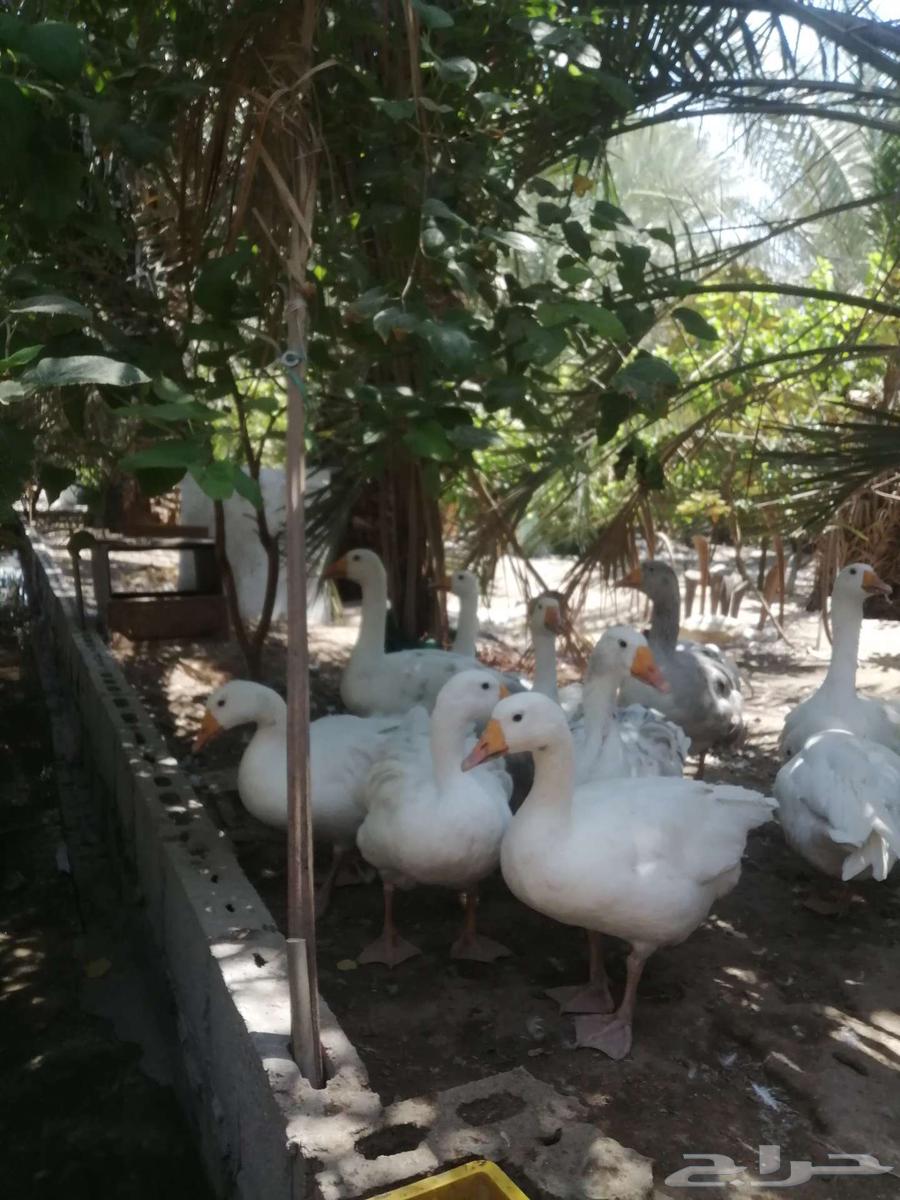 وز للبيع64541778809473111