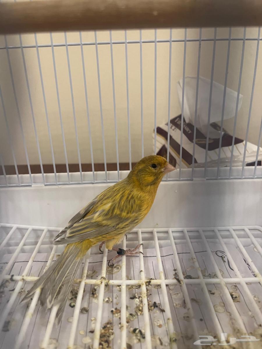 كناري ذكر انتاج البلد64541977517314111