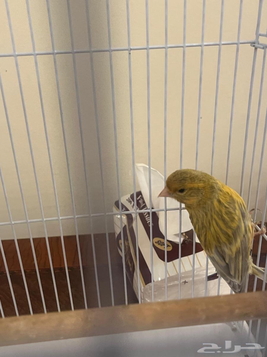 كناري ذكر انتاج البلد64541977517314113