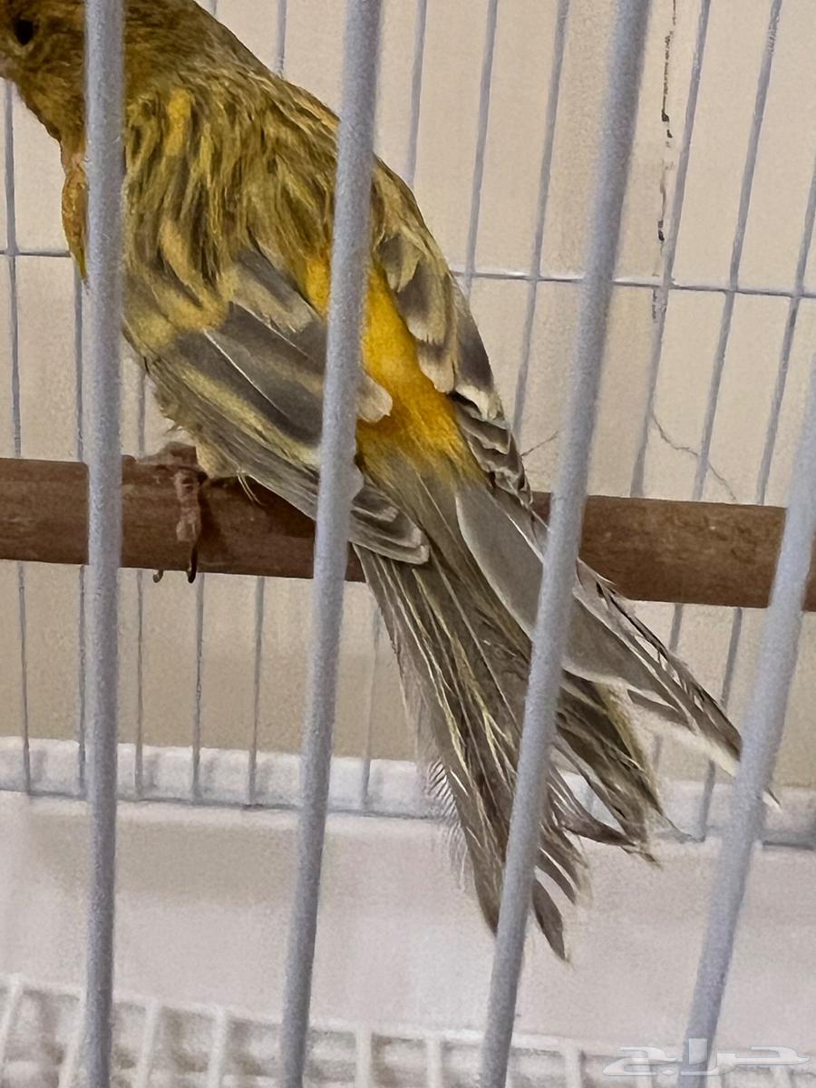 كناري ذكر انتاج البلد64541977517314114