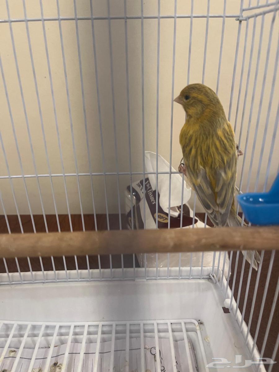 كناري ذكر انتاج البلد64541977517314112