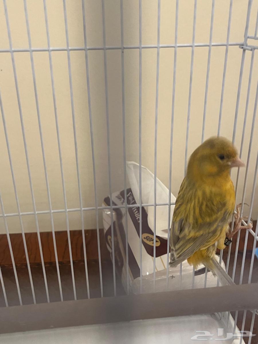 كناري ذكر انتاج البلد64541977517314110