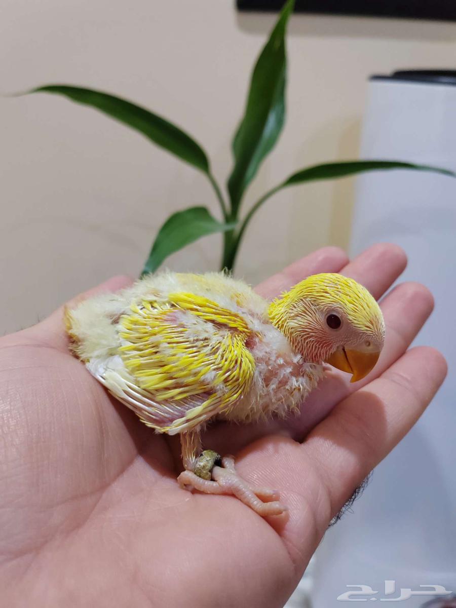 روز البينو ولاتينو ( تم البيع )64543125333250111