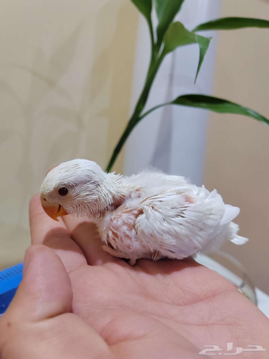 روز البينو ولاتينو ( تم البيع )64543125333250110