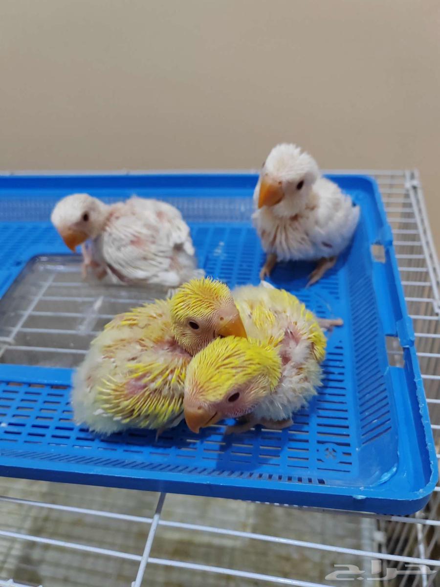 روز البينو ولاتينو ( تم البيع )64543125333250112